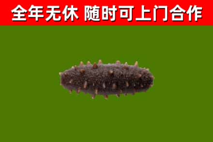 石龙烟酒回收干海参.jpg